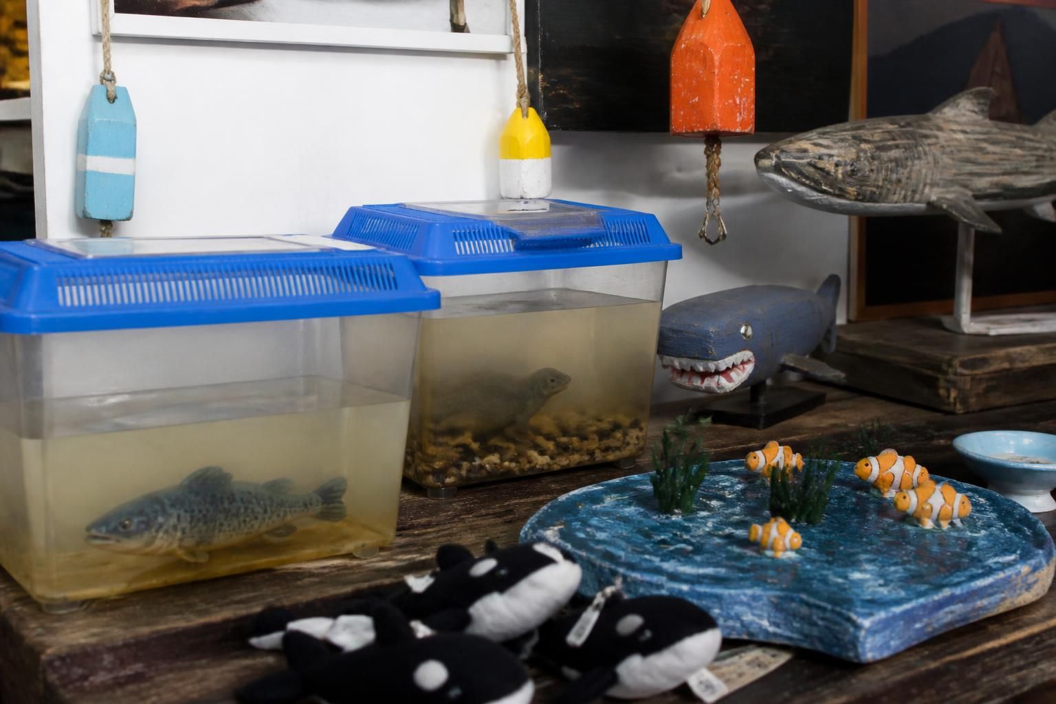discover the new bedford whaling museum's 'worst aquarium ever' merchandise, a viral sensation taking the internet by storm with its unique and quirky appeal.